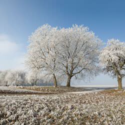 Frost covering trees and a grassy field in Oxford Mills