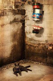 a cat laying in a wet, leaky basement in Nepean, ON